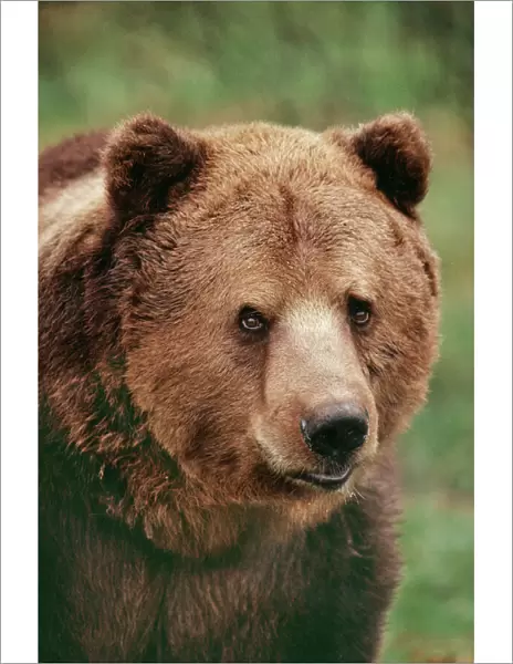 Brown Bear JD 4200 Ursus arctos © John Daniels  /  ARDEA LONDON