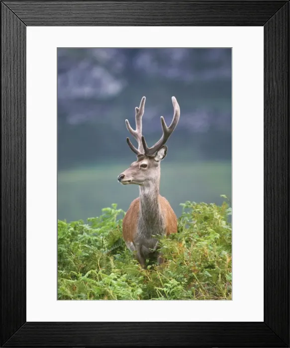 Framed Print : Red Deer. JD-4599. RED DEER - IN BRACKEN Framed Print : Red Deer. JD-4599. RED DEER - IN BRACKEN