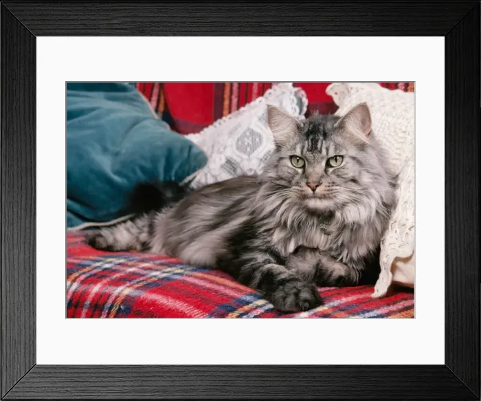 Framed Print : Maine Coon Cat JD 4685 © John Daniels / ARDEA LONDON Framed Print : Maine Coon Cat JD 4685 © John Daniels / ARDEA LONDON