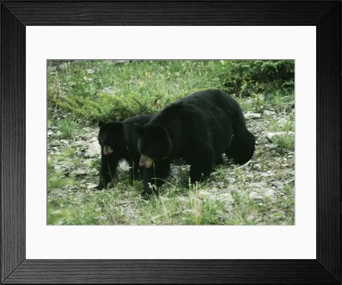 Framed Print : Black Bear JD 5051 Adult & young, Canada. Ursus americanus © John Daniels / ARDEA LONDON Framed Print : Black Bear JD 5051 Adult & young, Canada. Ursus americanus © John Daniels / ARDEA LONDON