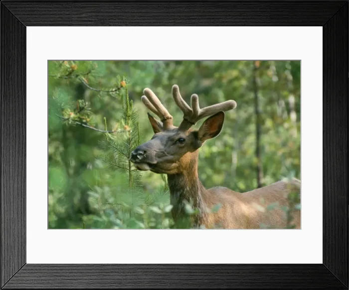 Framed Print : Elk / Wapiti - Canada Framed Print : Elk / Wapiti - Canada