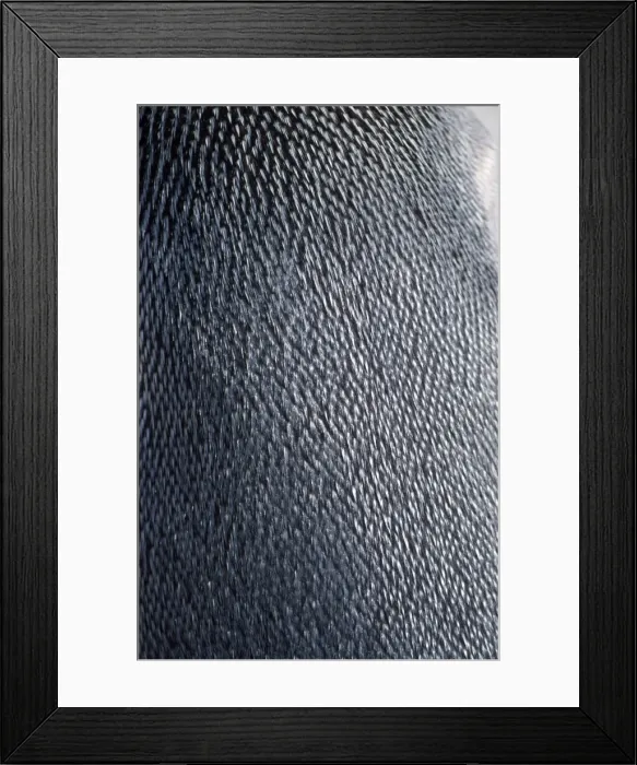 Framed Print : King Penguin - close-up of back