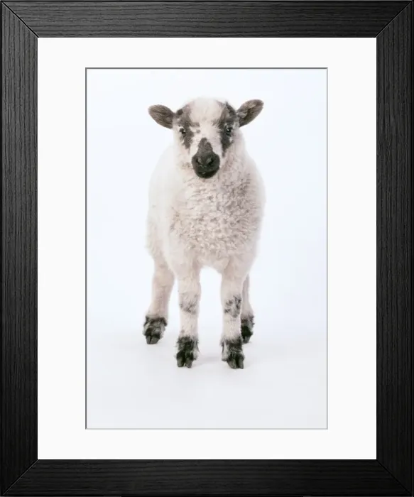 Framed Print : Lamb JD 6549 Studio shot, white background Ovis domesticus © John Daniels / ARDEA LONDON Framed Print : Lamb JD 6549 Studio shot, white background Ovis domesticus © John Daniels / ARDEA LONDON