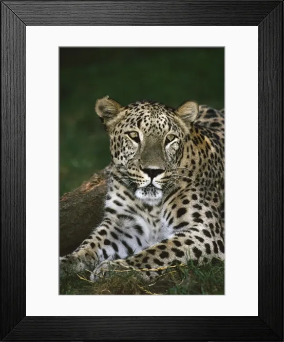Framed Print : Persian Leopard Framed Print : Persian Leopard