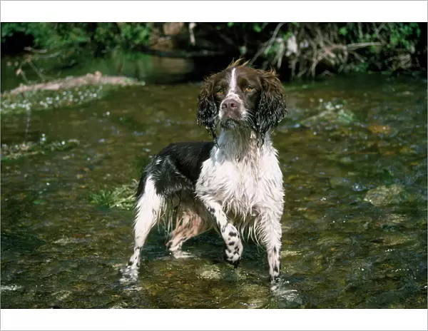 Springer Spaniel Dog - in water