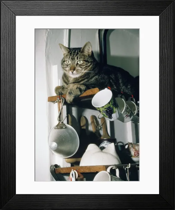 Framed Print : Tabby Cat - on kitchen shelf Framed Print : Tabby Cat - on kitchen shelf