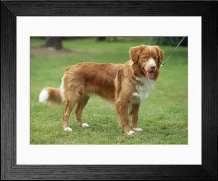 Framed Print : Nova Scotia Duck Tolling Retriever Dog JD 8272 © John Daniels / ARDEA LONDON Framed Print : Nova Scotia Duck Tolling Retriever Dog JD 8272 © John Daniels / ARDEA LONDON