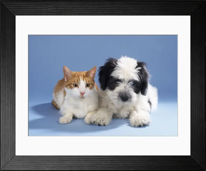 Framed Print : Cat - with Dog, puppy Framed Print : Cat - with Dog, puppy