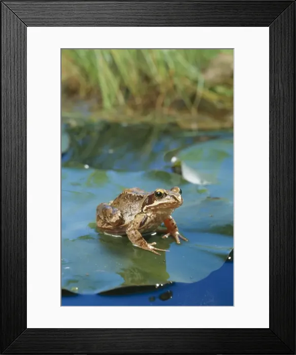 Framed Print : Common Frog JD 8846 Rana temporaria © John Daniels / ARDEA LONDON Framed Print : Common Frog JD 8846 Rana temporaria © John Daniels / ARDEA LONDON