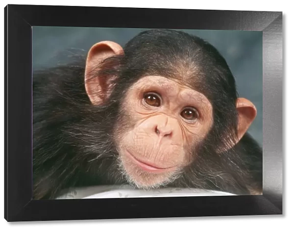 Chimpanzee JD 8921 Pan troglodytes © John Daniels  /  ARDEA LONDON