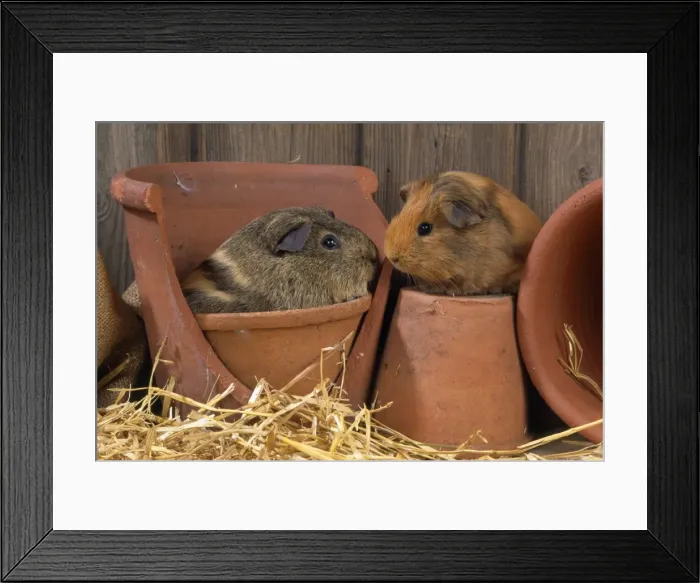 Framed Print : Guinea Pigs Framed Print : Guinea Pigs