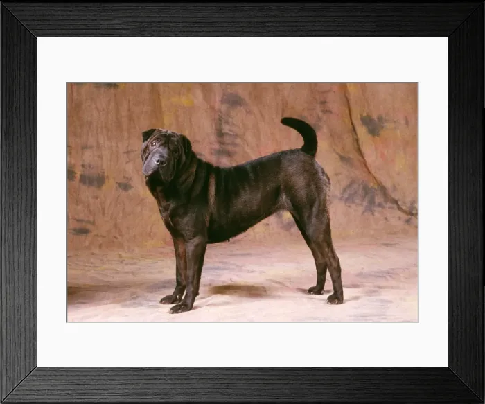 Framed Print : Shar Pei Dog JD 8999 Standing © John Daniels / ARDEA LONDON Framed Print : Shar Pei Dog JD 8999 Standing © John Daniels / ARDEA LONDON