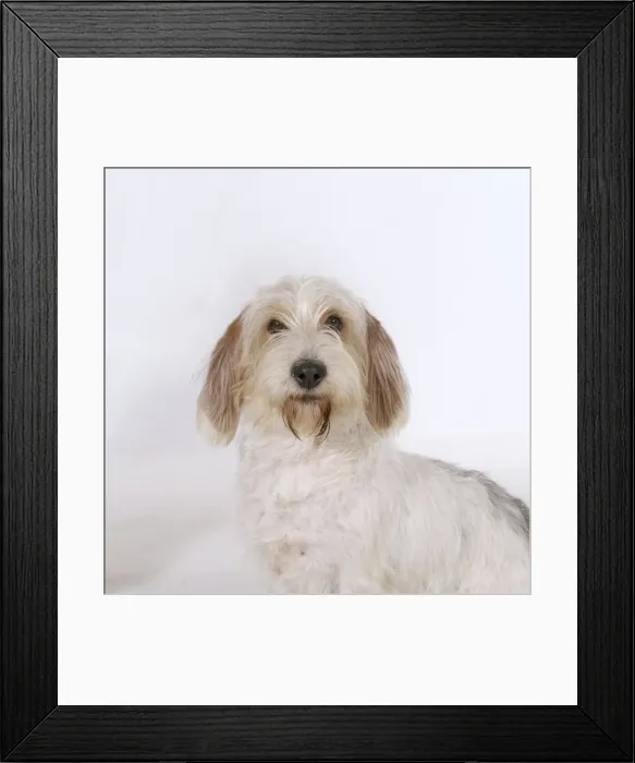 Framed Print : Petit Griffon Vendeen Basset Dog JD 9101 © John Daniels / ARDEA LONDON Framed Print : Petit Griffon Vendeen Basset Dog JD 9101 © John Daniels / ARDEA LONDON