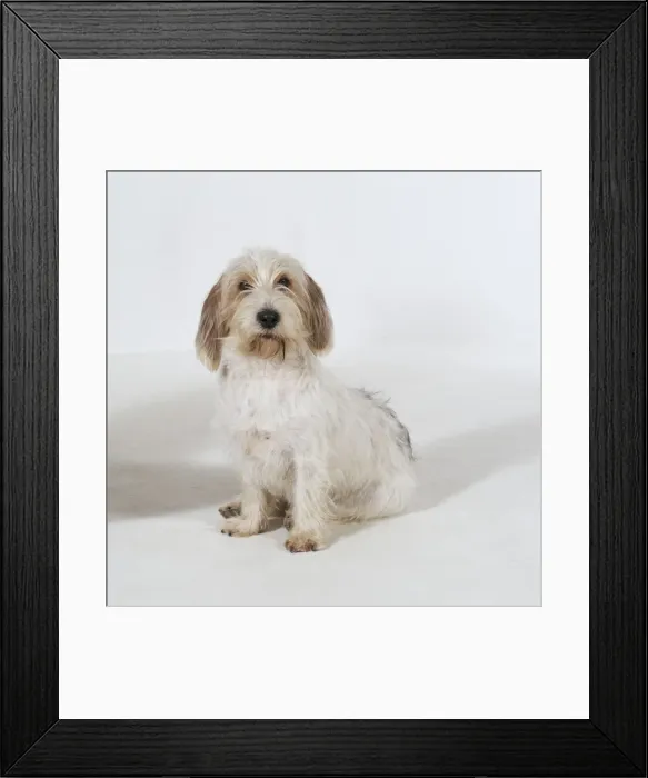 Framed Print : Petit Griffon Vendeen Basset JD 9103 © John Daniels / ARDEA LONDON Framed Print : Petit Griffon Vendeen Basset JD 9103 © John Daniels / ARDEA LONDON