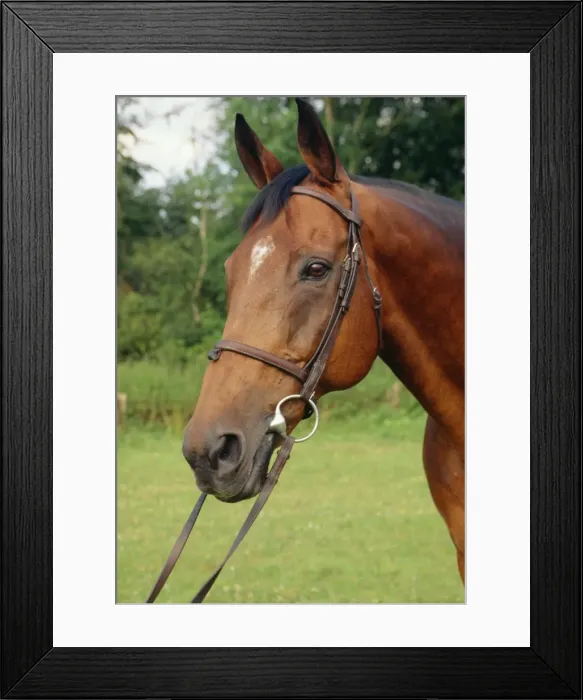 Framed Print : Thoroughbred Horse JD 9186E © John Daniels / ARDEA LONDON Framed Print : Thoroughbred Horse JD 9186E © John Daniels / ARDEA LONDON