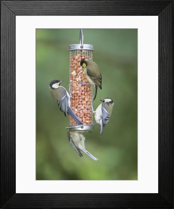 Framed Print : Great Tits JD 9310 On nut feeder Parus major © John Daniels / ARDEA LONDON Framed Print : Great Tits JD 9310 On nut feeder Parus major © John Daniels / ARDEA LONDON