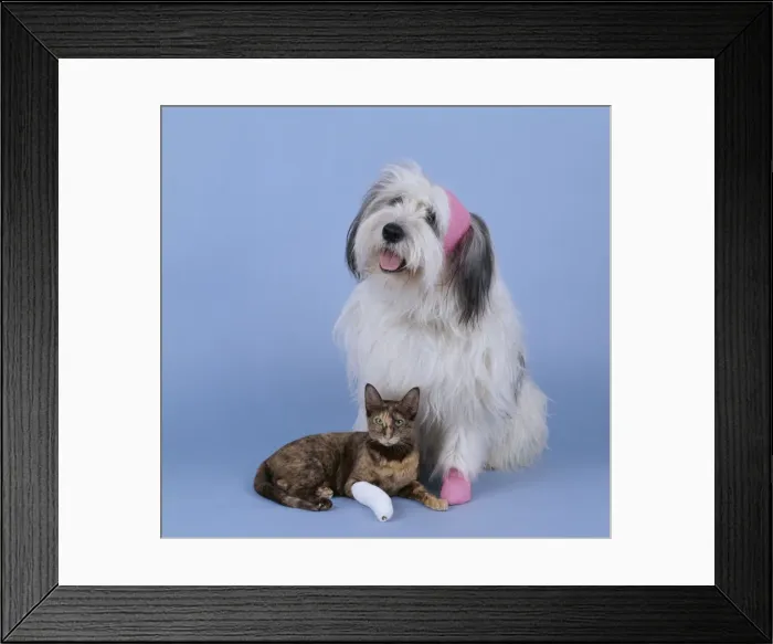 Framed Print : Bandaged Cat & Dog JD 9364 © John Daniels / ARDEA LONDON Framed Print : Bandaged Cat & Dog JD 9364 © John Daniels / ARDEA LONDON