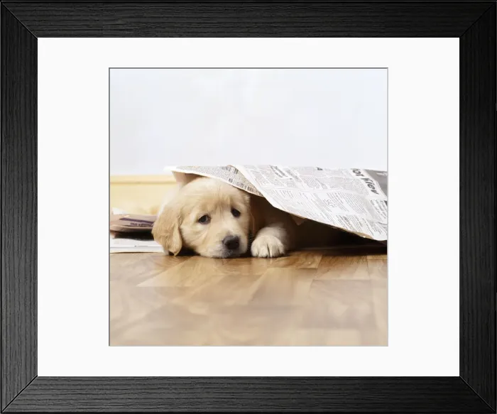 Framed Print : Golden Retriever Dog - puppy under newspapers Framed Print : Golden Retriever Dog - puppy under newspapers