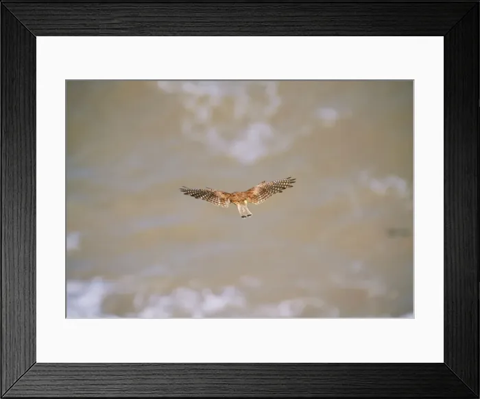Framed Print : Kestrel JD 9567 Falco tinnunculus © John Daniels / ARDEA LONDON Framed Print : Kestrel JD 9567 Falco tinnunculus © John Daniels / ARDEA LONDON