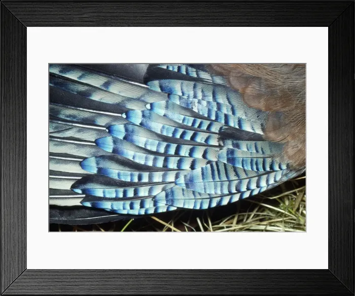 Framed Print : Jay - feathers on wing Framed Print : Jay - feathers on wing