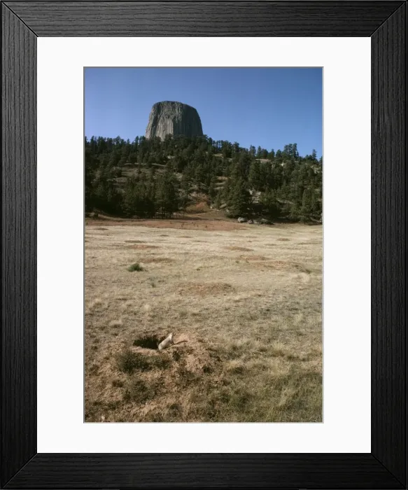 Framed Print : Blacktail Prairie Dog JLM 10353 Prairie Dog Town Devils Tower N. M. Cynomys ludovicianus © John Mason / ARDEA LONDON Framed Print : Blacktail Prairie Dog JLM 10353 Prairie Dog Town Devils Tower N. M. Cynomys ludovicianus © John Mason / ARDEA LONDON