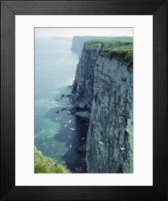 Framed Print : Bempton Cliffs JLM 10983 Yorkshire UK © John Mason / ARDEA LONDON Framed Print : Bempton Cliffs JLM 10983 Yorkshire UK © John Mason / ARDEA LONDON