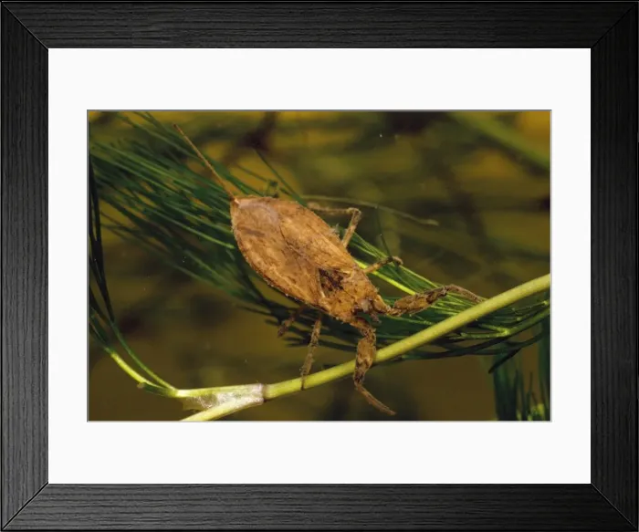Framed Print : Water Scorpion Framed Print : Water Scorpion