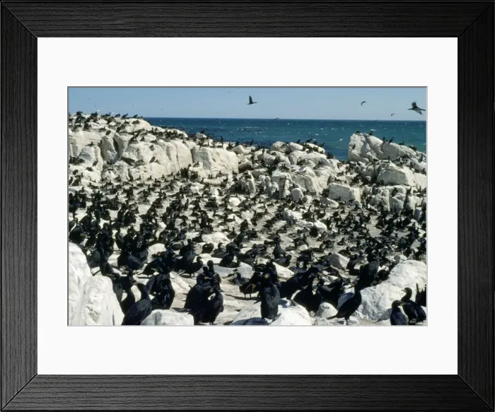Framed Print : Cape Cormorant - breeding colony