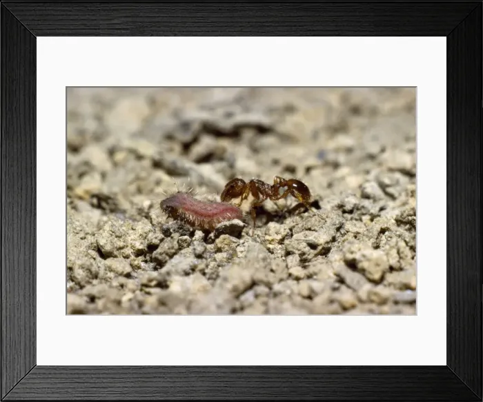 Framed Print : Myrmica Ant - inspecting Large Blue Butterfly larvae (Maculinea arion) Framed Print : Myrmica Ant - inspecting Large Blue Butterfly larvae (Maculinea arion)