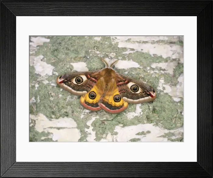 Framed Print : Emperor Moth - Male Framed Print : Emperor Moth - Male