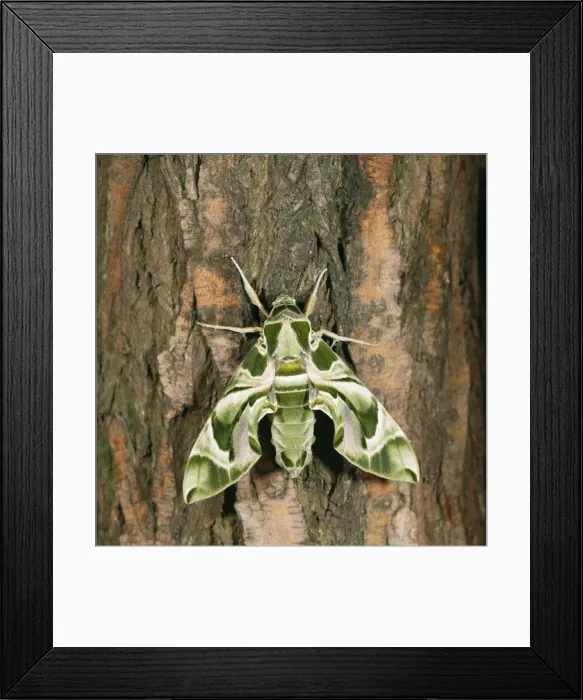 Framed Print : Oleander Hawk Moth Framed Print : Oleander Hawk Moth