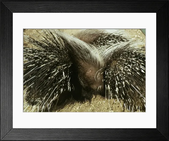 Framed Print : Porcupine JLM 1453 Hystrix cristata © J. L. Mason / ARDEA LONDON Framed Print : Porcupine JLM 1453 Hystrix cristata © J. L. Mason / ARDEA LONDON