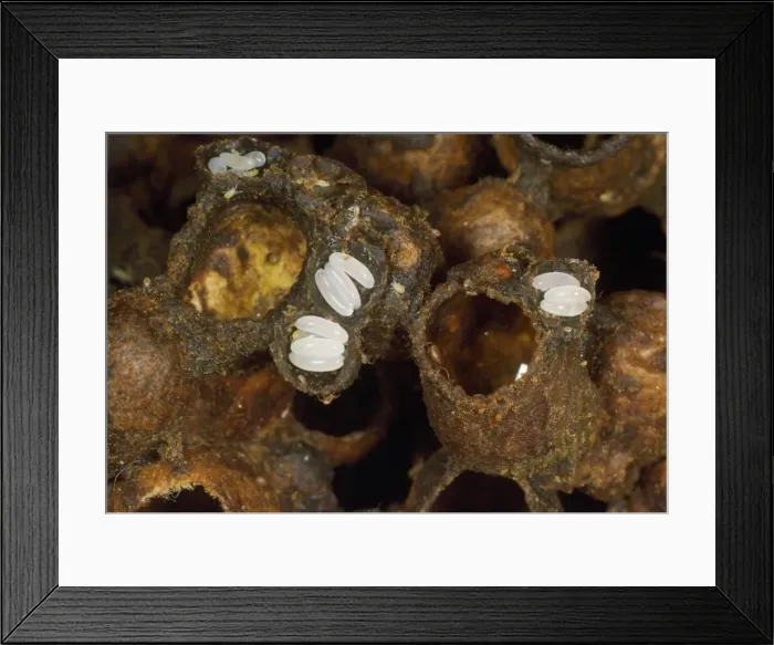 Framed Print : Bumblebee's Nest - cells exposed to show eggs Framed Print : Bumblebee's Nest - cells exposed to show eggs