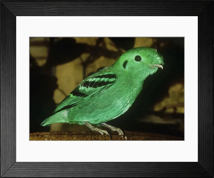 Framed Print : Green Broadbill Framed Print : Green Broadbill