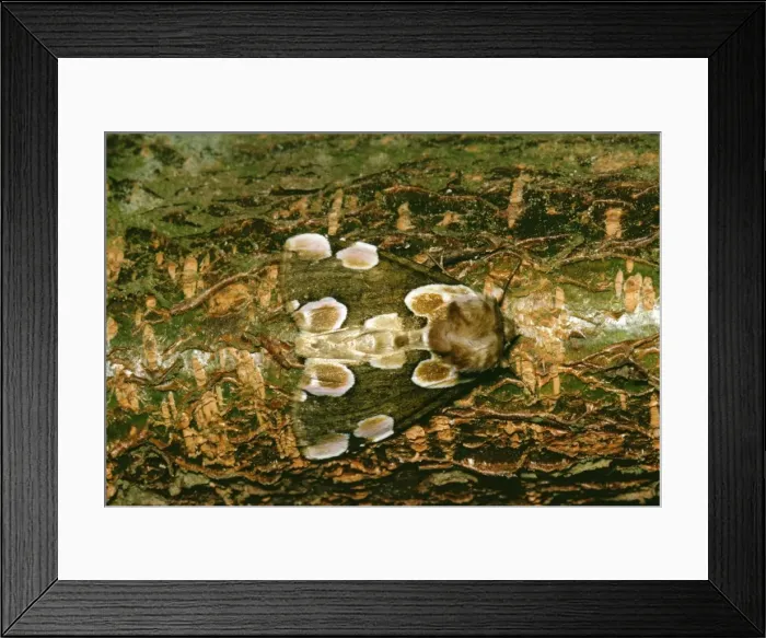 Framed Print : Peach Blossom Moth JLM 2262 Thyatira batis © J. L. Mason  /  ARDEA LONDON