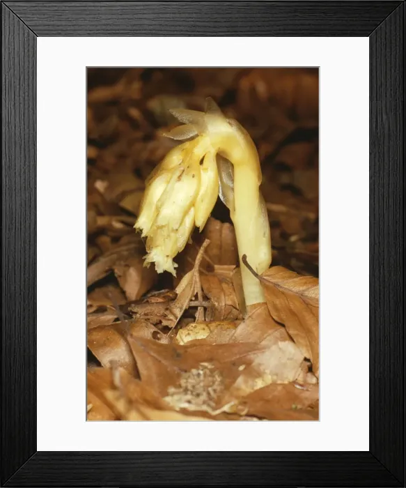 Framed Print : Yellow Bird's Nest - endangered UK Framed Print : Yellow Bird's Nest - endangered UK