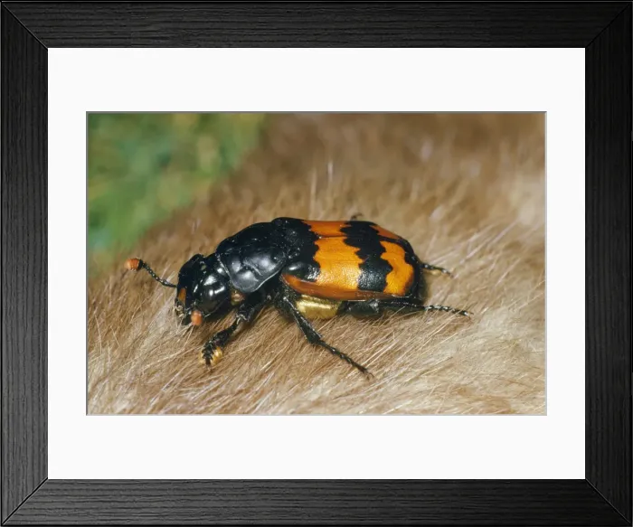 Framed Print : Burying / Carrion / Sexton Beetle Framed Print : Burying / Carrion / Sexton Beetle
