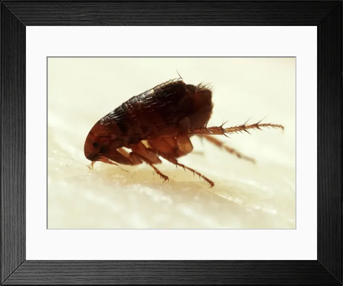 Framed Print : Flea Biting Framed Print : Flea Biting