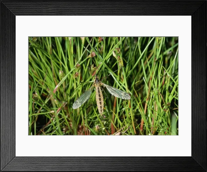 Framed Print : Crane Fly - freshly emerged Framed Print : Crane Fly - freshly emerged