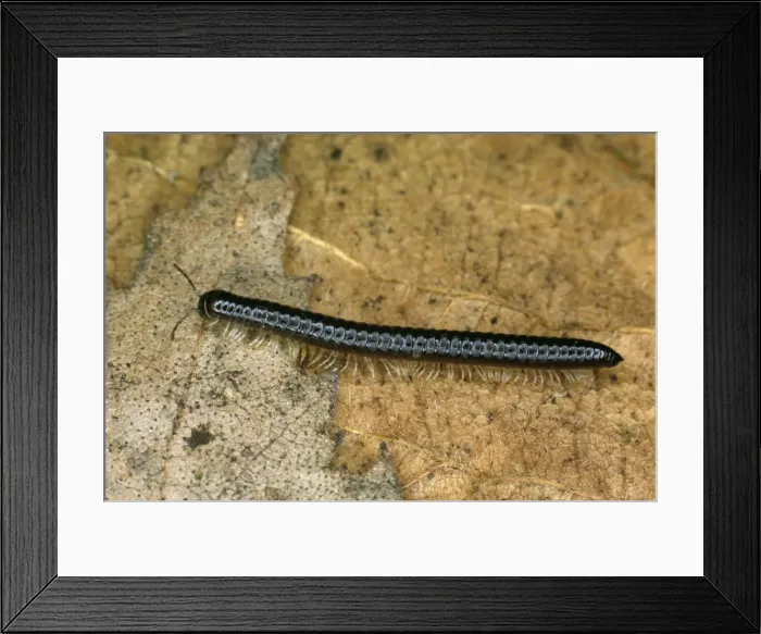 Framed Print : Millipede JLM 409 Cylindroiulus sp. © J. L. Mason / ARDEA LONDON Framed Print : Millipede JLM 409 Cylindroiulus sp. © J. L. Mason / ARDEA LONDON