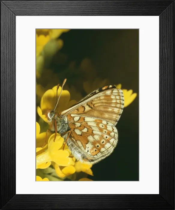Framed Print : Marsh Fritillary Butterfly JLM 479 Euphydras qurinia © J. L. Mason / ARDEA LONDON Framed Print : Marsh Fritillary Butterfly JLM 479 Euphydras qurinia © J. L. Mason / ARDEA LONDON