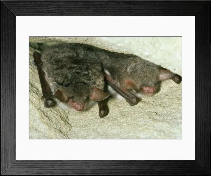 Framed Print : Natterer Bat JLM 5088 x 2 Myotis nattereri © John Mason / ARDEA LONDON Framed Print : Natterer Bat JLM 5088 x 2 Myotis nattereri © John Mason / ARDEA LONDON