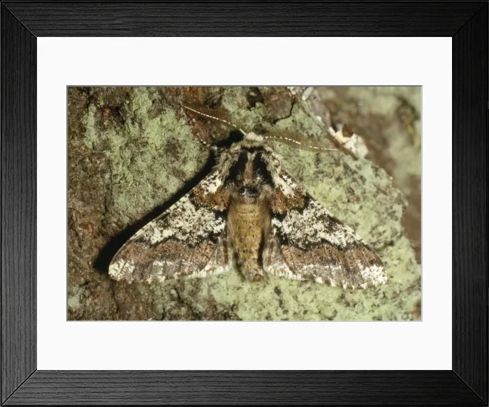 Framed Print : Oak Beauty Moth Framed Print : Oak Beauty Moth