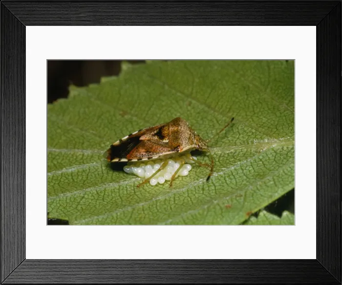 Framed Print : Shield Bug - guarding eggs Framed Print : Shield Bug - guarding eggs