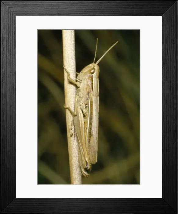 Framed Print : Lesser Marsh Grasshopper Framed Print : Lesser Marsh Grasshopper