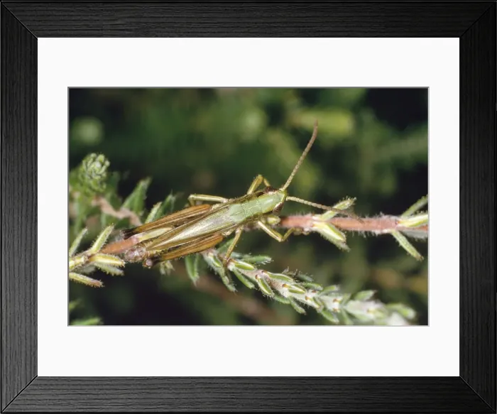 Framed Print : Meadow Grasshopper Framed Print : Meadow Grasshopper