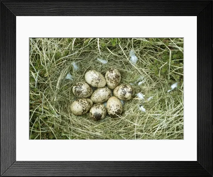Framed Print : Ptarmigan Eggs JLM 7984 In Nest © John Mason / ARDEA LONDON Framed Print : Ptarmigan Eggs JLM 7984 In Nest © John Mason / ARDEA LONDON