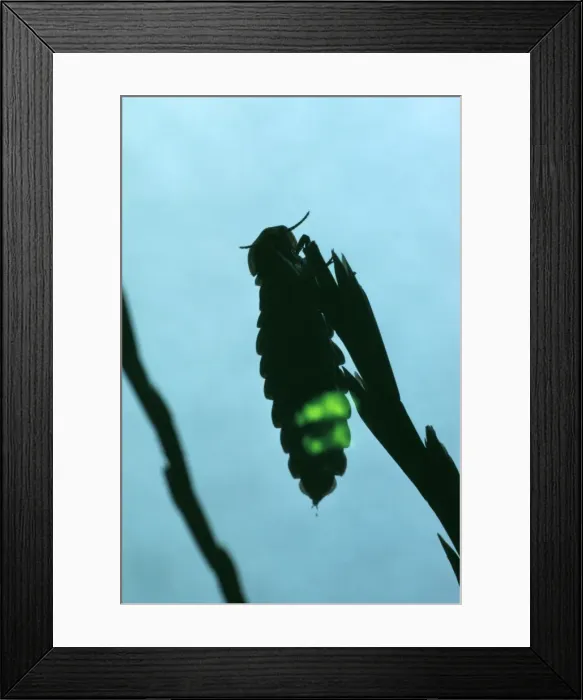 Framed Print : Glow Worm JLM 7998 Lampyris noctiluca © J. Mason ARDEA LONDON