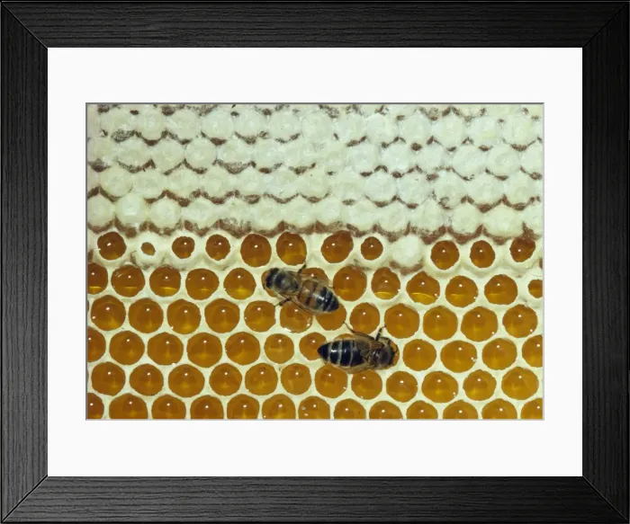 Framed Print : Honey Bees JLM 8101 Tending honeycomb Apis mellifera © John Mason / ARDEA LONDON Framed Print : Honey Bees JLM 8101 Tending honeycomb Apis mellifera © John Mason / ARDEA LONDON
