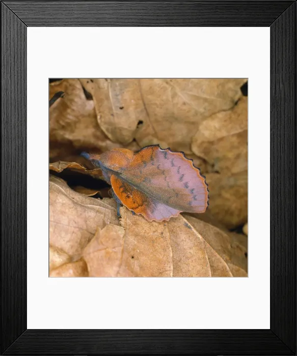 Framed Print : Lappet Moth - female Framed Print : Lappet Moth - female